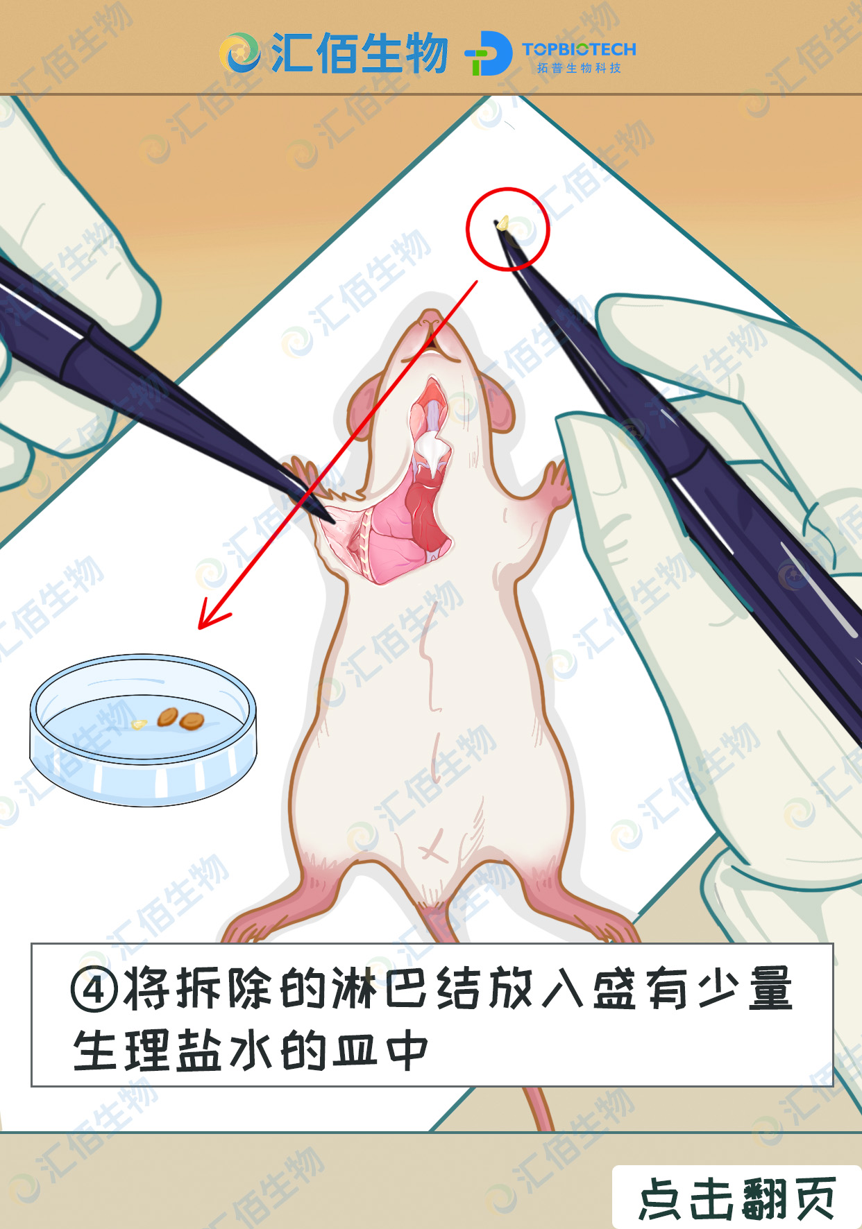 04步骤四,将拆除的淋巴结放入盛有少量 的生理盐水的皿中1.jpg